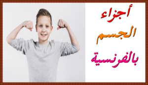 أجزاء الجسم